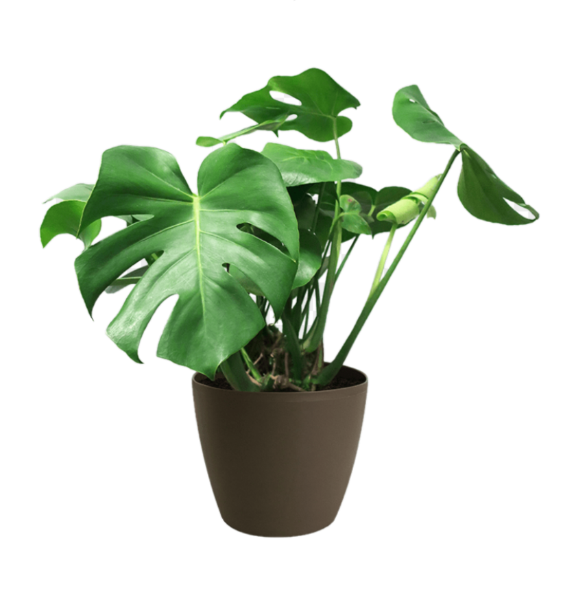 green potted leaf plant