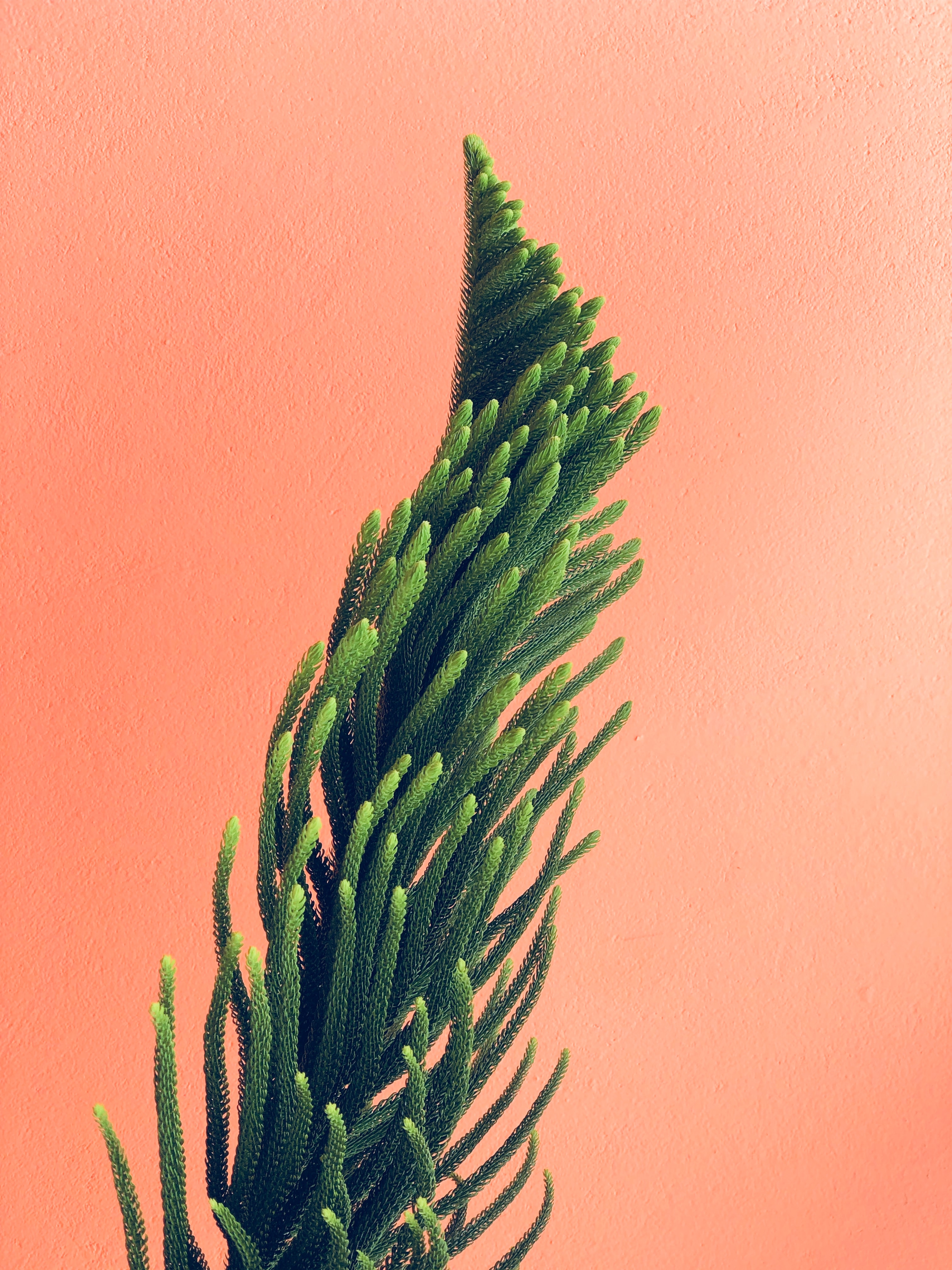 A header image of a plant