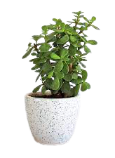 potted jade plant