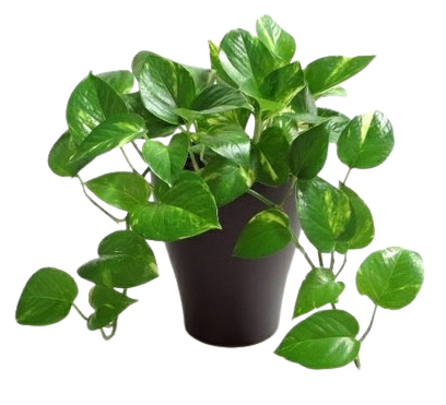 potted money plant