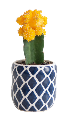 potted moon cactus