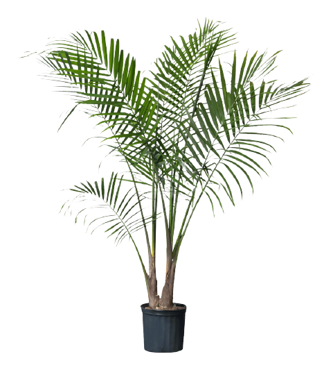 potted palm plant