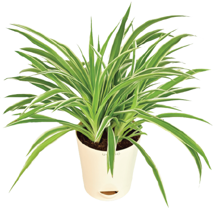 potted spider plant